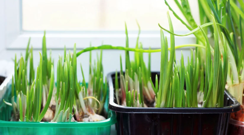 कौशीमा लसुन खेती गर्ने तरीका